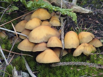 Toadstools