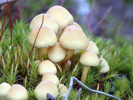 Toadstools
