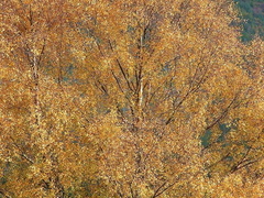 Autumn Silver Birch
