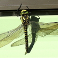 Gold Ringed Dragonfly