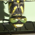 Gold Ringed Dragonfly