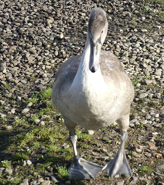 Mute Swan Cygnet