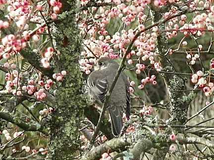 Fieldfare