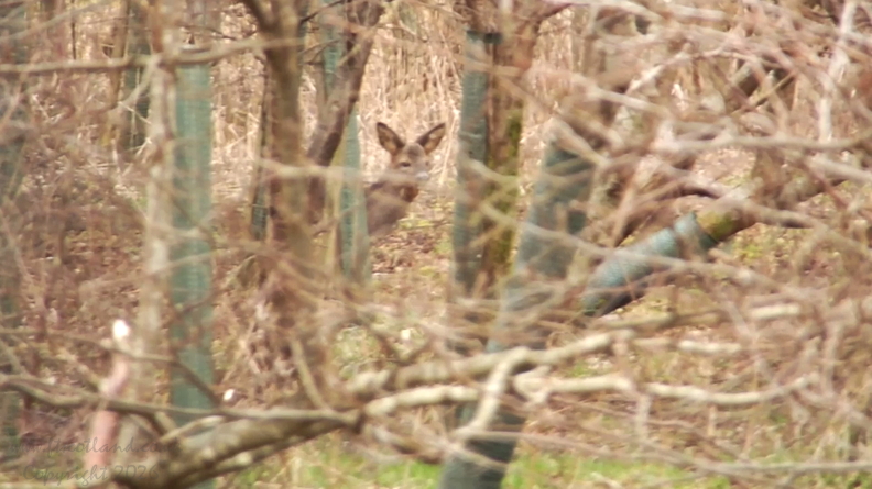 Roe Deer 2018/02/26