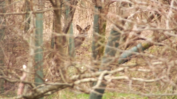 Roe Deer 2018/02/26