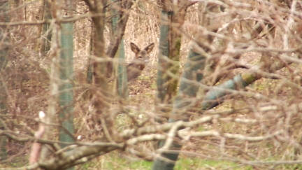 Roe Deer 2018/02/26