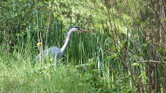 Heron