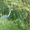 Heron