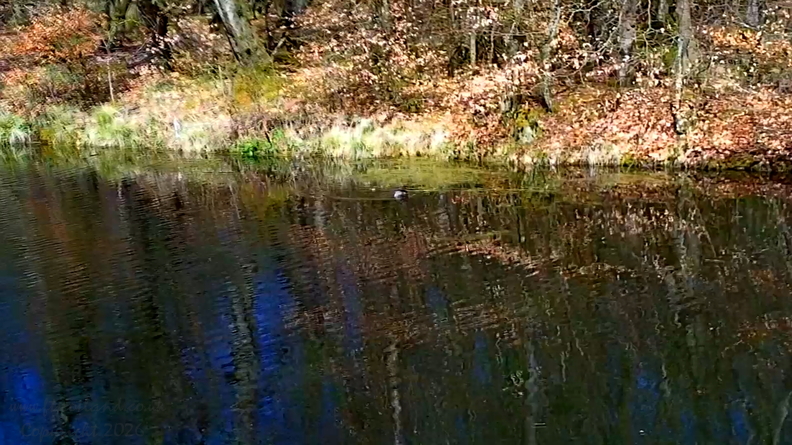 202104-dabchick-001
