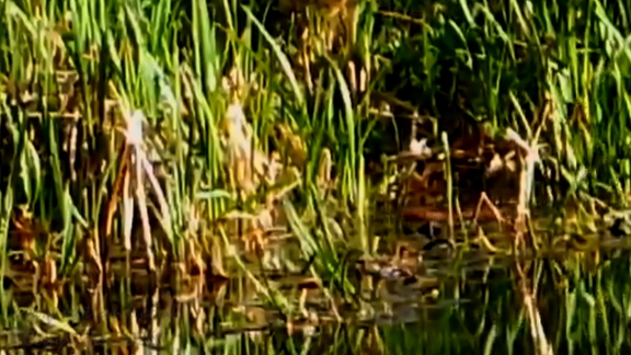 20230425-water-vole-canal-001