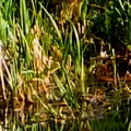 20230425-water-vole-canal-001