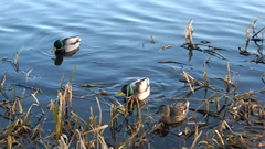 Mallard Ducks 