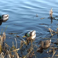 Mallard Ducks 