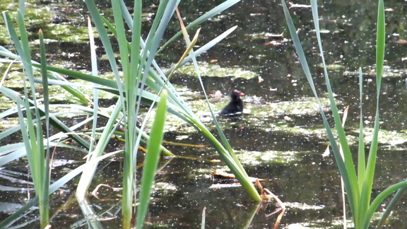 Baby Moorhen