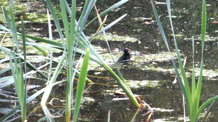 Baby Moorhen