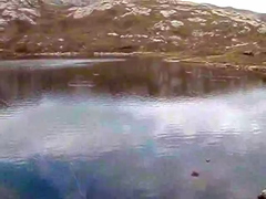 Rising Wild Brown Trout