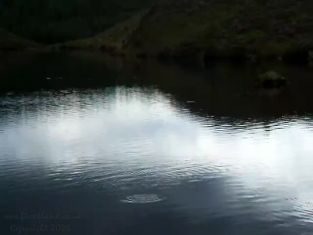 Rising Trout