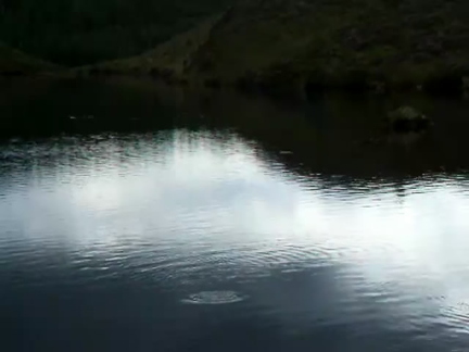 Rising Trout