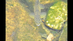 Baby Brown Trout