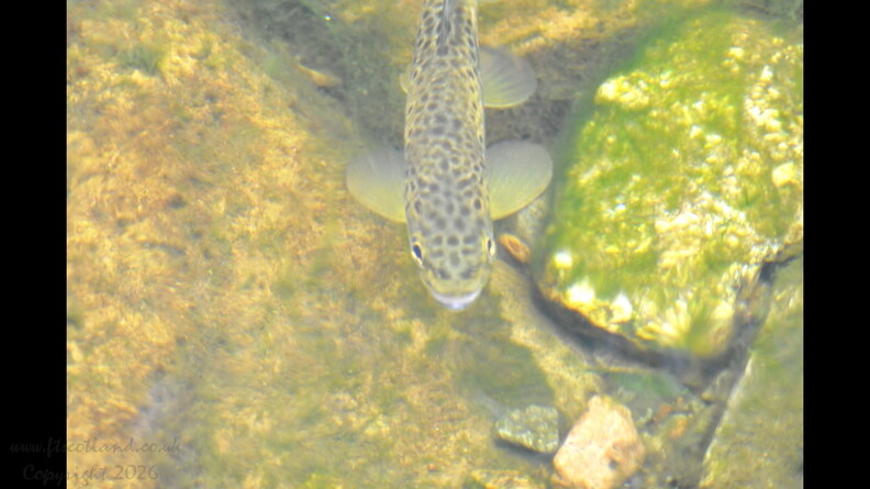 Baby Brown Trout