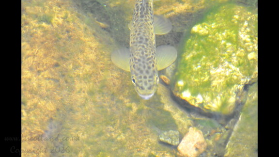 Baby Brown Trout