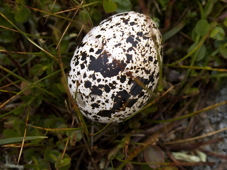 Ptarmigan Egg Shell