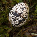Ptarmigan Egg Shell