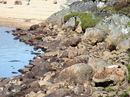 There Are Two Dunlin In This Image. See Them?