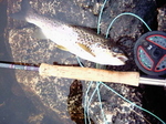 A Brown Trout From Lochan Feith Mhic'-Illean