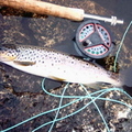 A Brown Trout From Lochan Feith Mhic'-Illean