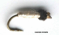 Caenis Nymph