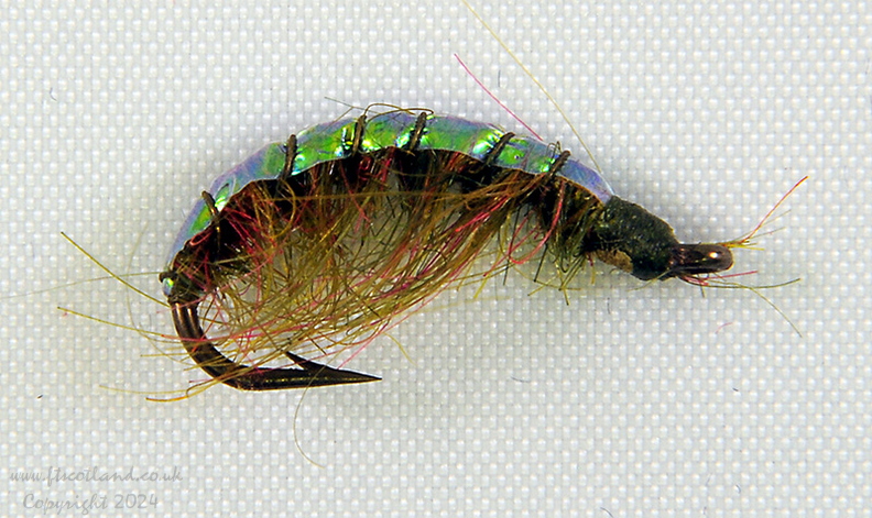 green-backed-shrimp-001.jpg