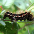 Acronicta rumicis Knot Grass Moth Caterpillar