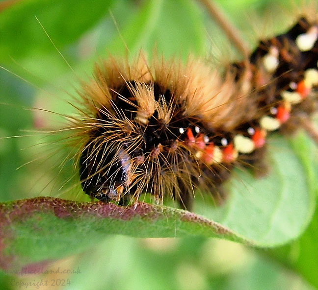Acronicta rumicis Knot Grass Moth Caterpillar