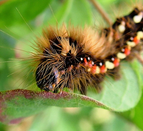 Acronicta rumicis Knot Grass Moth Caterpillar