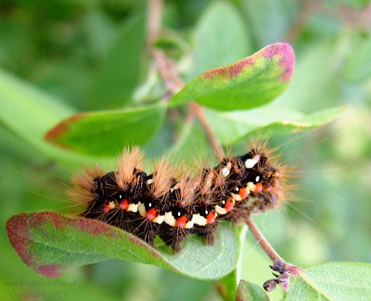 Acronicta rumicis Knot Grass Moth Caterpillar