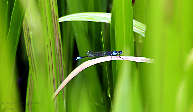 Blue-Tailed Damselfly (Ischnura Elegans)