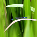 Blue-Tailed Damselfly (Ischnura Elegans)