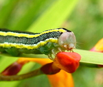 Melanchra Ceramica pisi Broom Moth Caterpillar