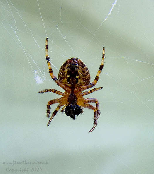 Common Garden Spider (Araneus diadematus)