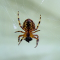 Common Garden Spider (Araneus diadematus)