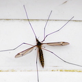 Spotted Crane Fly (Nephrotoma appendiculata)
