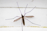 Spotted Crane Fly (Nephrotoma appendiculata)