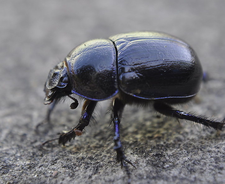 dor-beetle-002.jpg