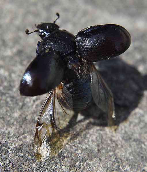dor-beetle-003.jpg
