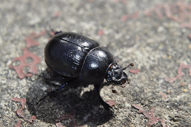 dor-beetle-004.jpg