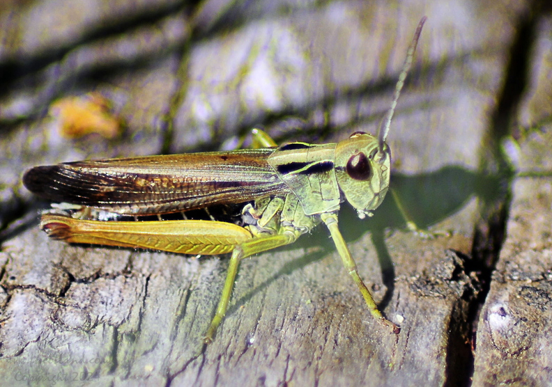 grasshopper-001.jpg