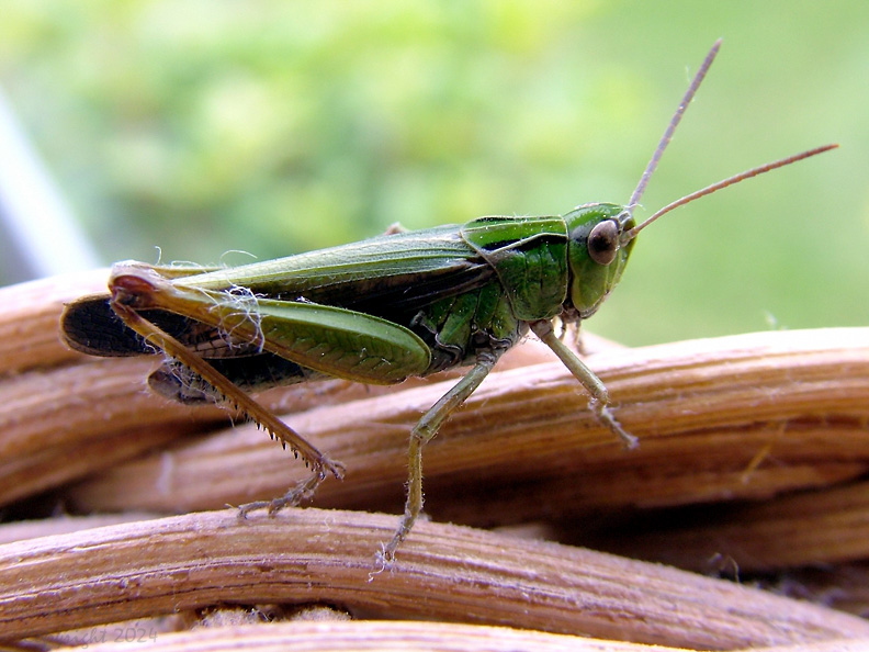 grasshopper-002.jpg