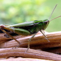 Meadow Grasshopper (Chorthippus Parallelus)