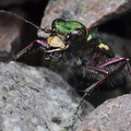 Green Tiger Beetle (Cicindela campestris)